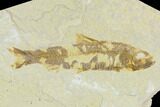 Pair of Bargain Fossil Fish (Knightia) - Green River Formation #131525-2
